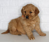 AKC Registered Golden Retriever For Sale Millersburg OH Female-Casey