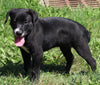 Lab Mix Puppy For Sale Sugarcreek OH Female-Blackie