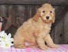 Medium F1BB Goldendoodle For Sale Millersburg, OH Female- Anita
