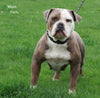 OIEBA Registered Olde English Bulldog For Sale Adamsville, OH Male- Boss Hog