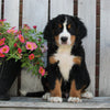 AKC Registered Bernese Mountain Dog For Sale Sugarcreek OH Male -Patrick