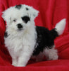 Mini Aussiedoodle For Sale Applecreek OH Female-Lilly