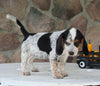 Beagle Mix For Sale Wooster OH Female-Chanel