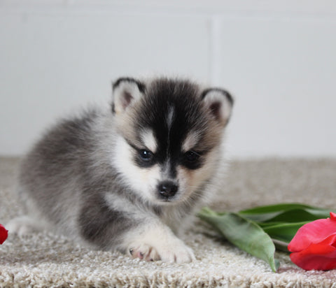 Pomsky For Sale Holmesville OH Male-Joey