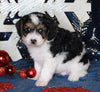 Cavapoo For Sale Millersburg OH Female-Krista