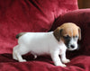 Jack Russell For Sale Fredericksburg OH Male-Rex