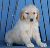 AKC Registered Golden Retriever For Sale Millersburg OH Female-Sally