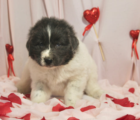 AKC Registered Newfoundland For Sale Millersburg OH Female-Molly