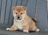 AKC Registered Shiba Inu For Sale Millersburg OH Female-Alice