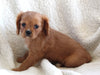 Cavachon For Sale Applecreek OH Female-Bella