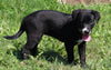 Lab Mix Puppy For Sale Sugarcreek OH Female-Blackie