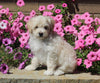 Maltipoo For Sale Dalton OH Male-Riley