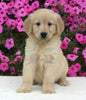 AKC Registered Golden Retriever For Sale Millersburg OH Female-Hannah