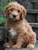 F1B Mini Goldendoodle For Sale Sugarcreek OH -Male Beau