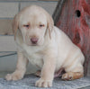 ACA Registered Labrador Retriever For Sale Sugarcreek OH Male-Winston