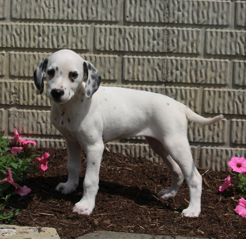 AKC Registered Dalmatian For Sale Holmesville OH Female-Peppa