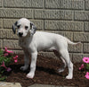 AKC Registered Dalmatian For Sale Holmesville OH Female-Peppa