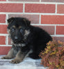 AKC Registered German Shepherd For Sale Millersburg OH Male-King