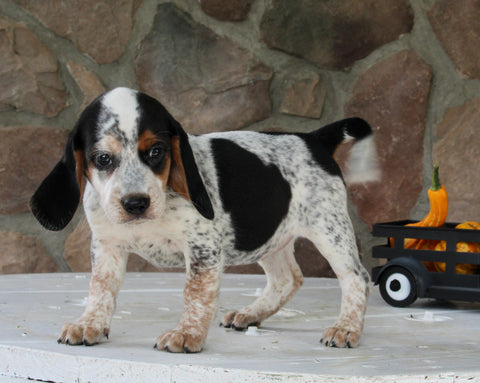 Beagle Mix For Sale Wooster OH Female-Chanel