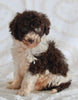 AKC Registered Standard Poodle For Sale Sugarcreek OH Female-Tara