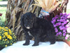 F1B Medium Labradoodle For Sale Millersburg OH Male-Fred SOLD