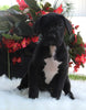 AKC Registered Great Dane Apple Creek OH Female-Harper
