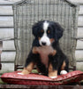 AKC Registered Bernese Mountain Dog For Sale Millersburg OH Female-Deloris