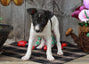 Toy Fox Terrier For Sale Millersburg, OH Female- Chloe