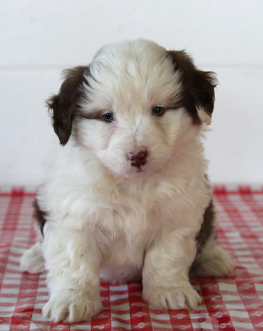 Mini Aussiedoodle For Sale Sugarcreek OH Male-Ronno