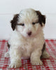 Mini Aussiedoodle For Sale Sugarcreek OH Male-Ronno