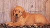 AKC Registered Golden Retriever For Sale Fredericksburg, OH Female- Julie