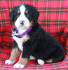 AKC Registered Bernese Mountain Dog For Sale Sugarcreek OH Male-Asher