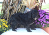 F1B Medium Labradoodle For Sale Millersburg OH Male-Fred SOLD
