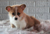 ACA Registered Pembroke Welsh Corgi For Sale Millersburg, OH Male- Prince