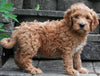 F1B Mini Goldendoodle For Sale Sugarcreek OH -Male Beau