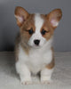 ACA Registered Pembroke Welsh Corgi For Sale Millersburg OH Male-Cane