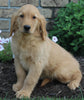 AKC Registered Golden Retriever For Sale Millersburg OH Female-Missy