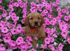 AKC Registered Golden Retriever For Sale Holmesville OH Female-Angel