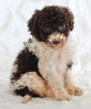 AKC Registered Standard Poodle For Sale Sugarcreek OH Female-Tara