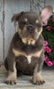 AKC Registered French Bulldog For Sale Millersburg OH -Female Hazel