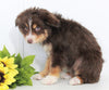 Mini Australian Shepherd For Sale Wooster OH Addie