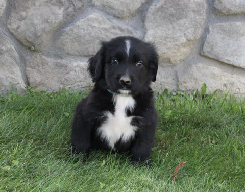Golden Mountain Doodle For Sale Millersburg OH Male-Buddy