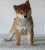 AKC Registered Shiba Inu For Sale Millersburg OH Female-Basil