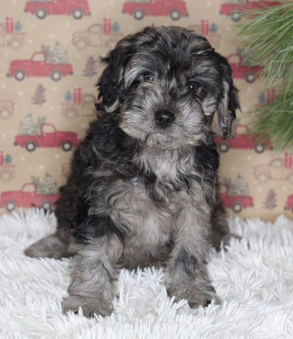 F1B Cavapoo For Sale Sugarcreek OH Male-Miles