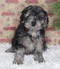 F1B Cavapoo For Sale Sugarcreek OH Male-Miles