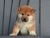 AKC Registered Shiba Inu For Sale Millersburg, OH Male- Snoopy