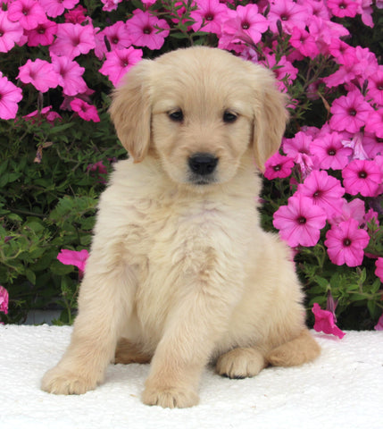 AKC Registered Golden Retriever For Sale Millersburg OH Female-Hazel