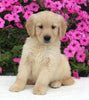 AKC Registered Golden Retriever For Sale Millersburg OH Female-Hazel