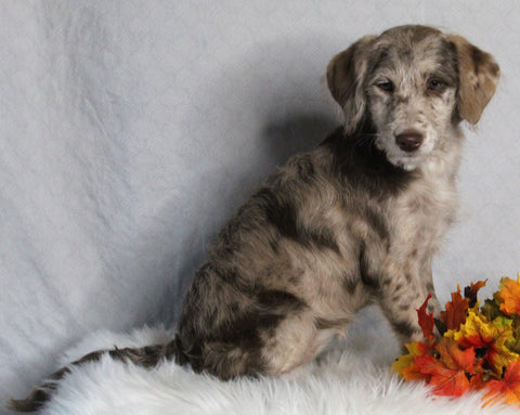 F1B Medium Labradoodle For Sale Millersburg OH Female-Faith