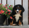 AKC Registered Bernese Mountain Dog For Sale Sugarcreek OH Male -Milo